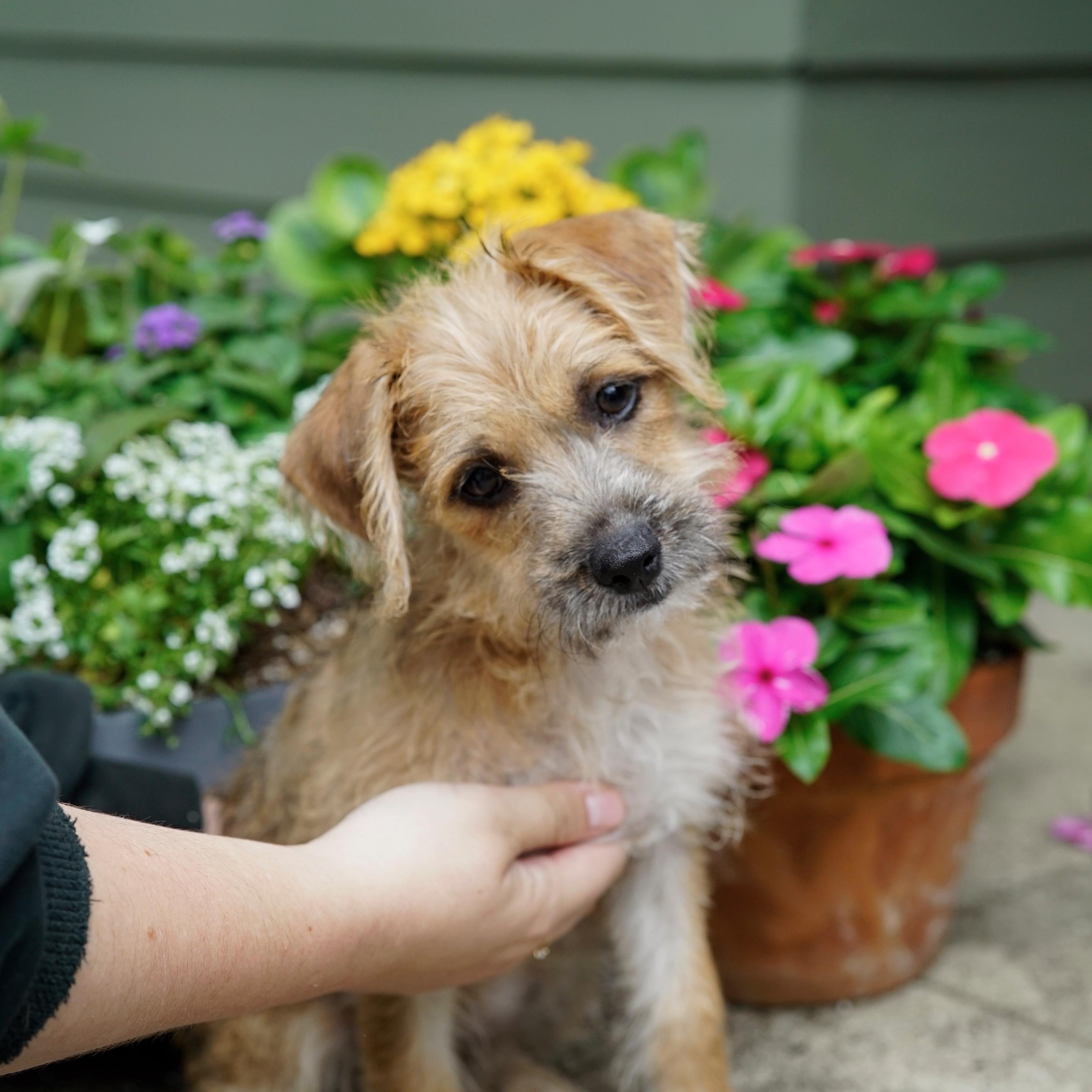 Malibu, adopted, Puppy Female Terrier.