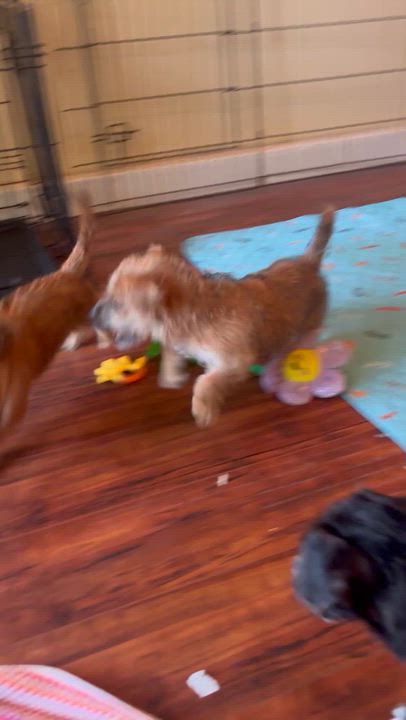 Enlarge Malibu, an adopted mixed breed in Pasadena, CA video 6/6