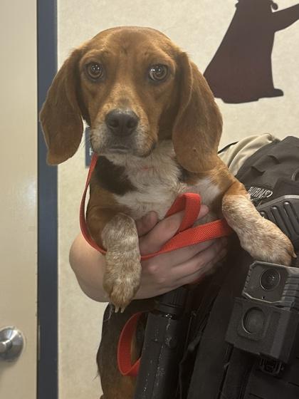 Bagel Bite, Adoptable, Adult Female Beagle & Mixed Breed.