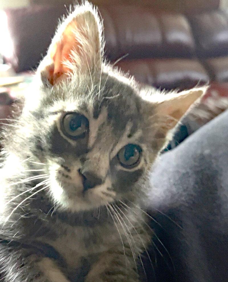 Michael Myers, Adopted, Kitten Male Domestic Short Hair.