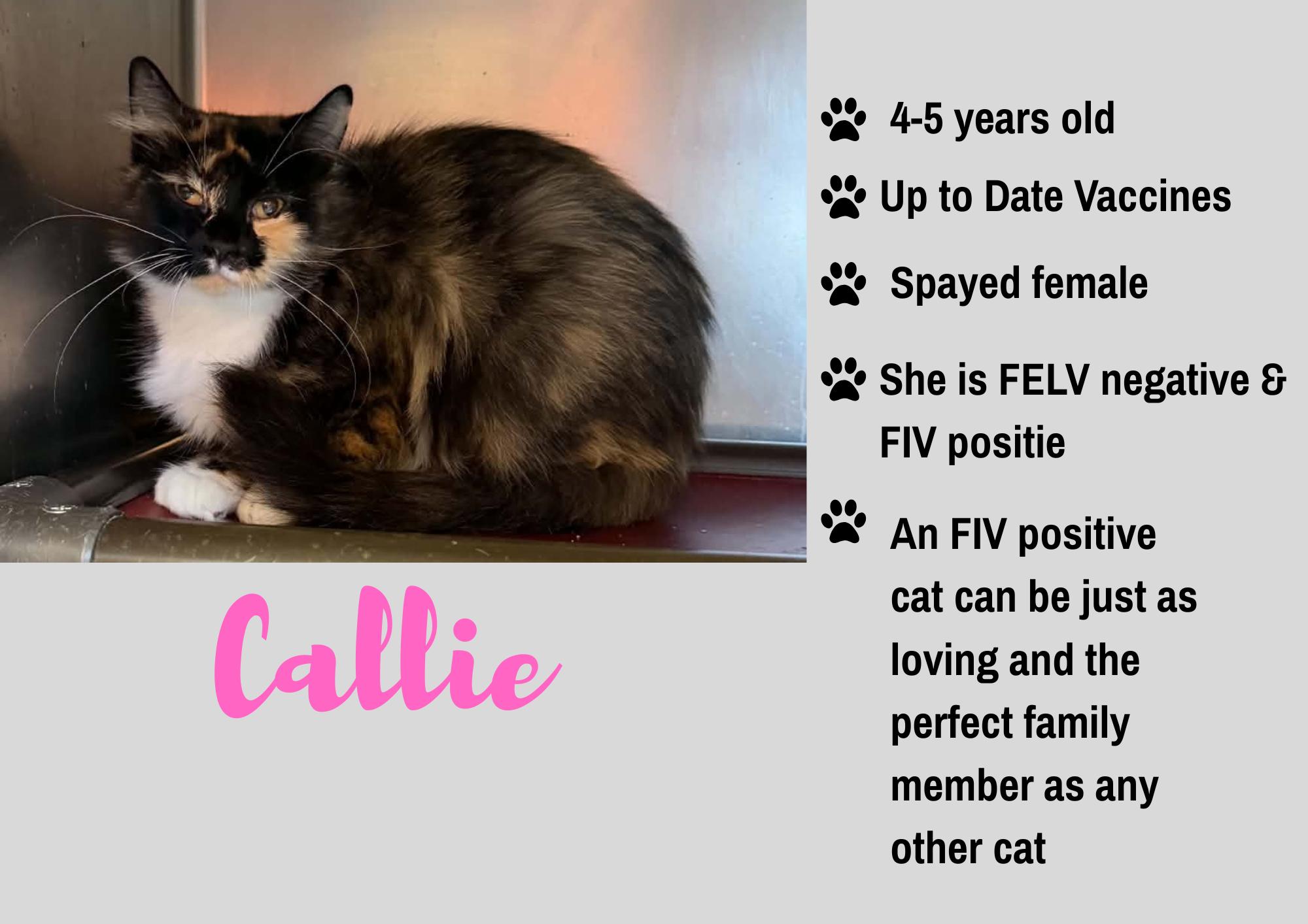 Callie, Adoptable, Adult Female Domestic Medium Hair.