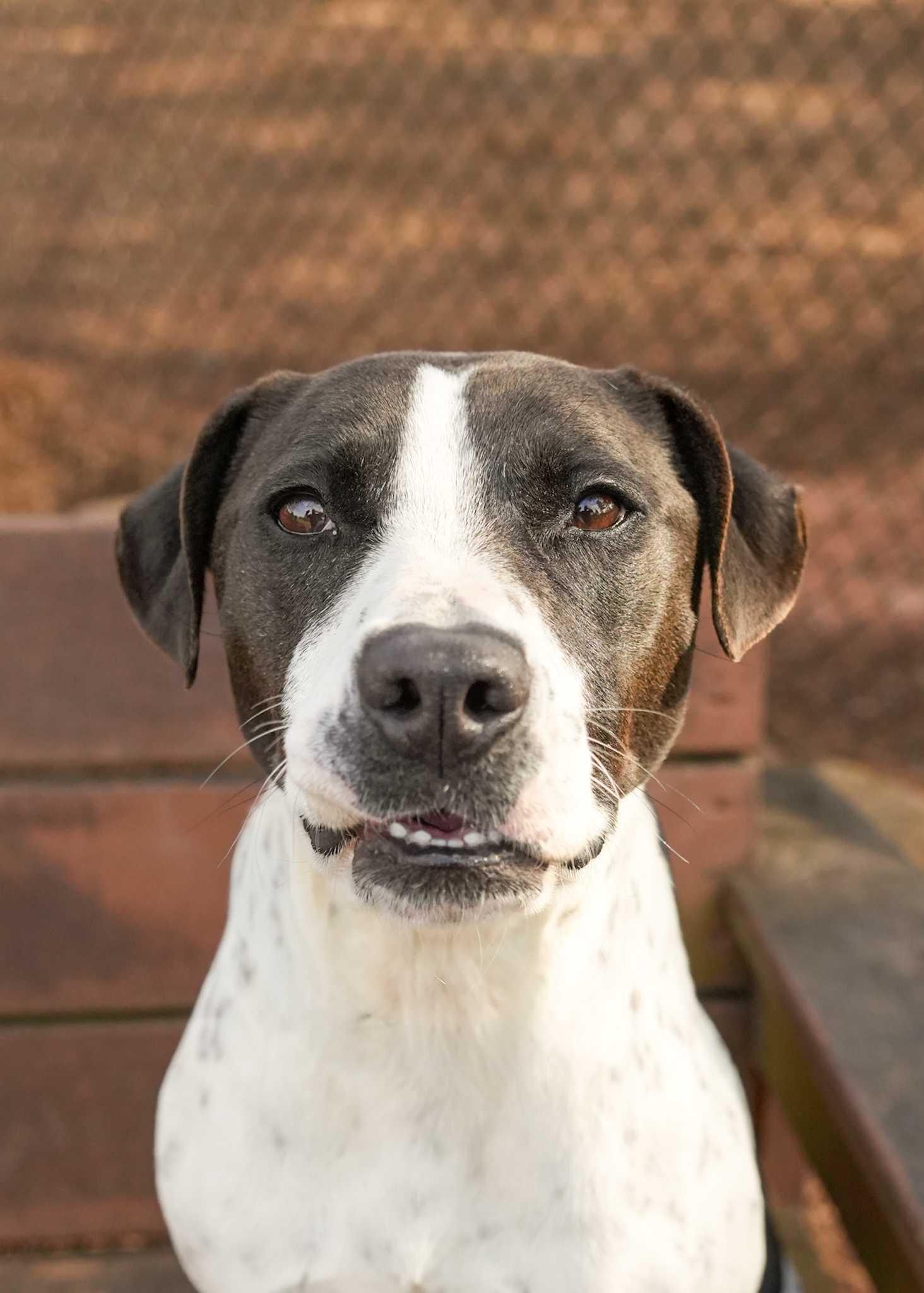 Enlarge Gesture 40430, a ADOPTABLE mixed breed in Aiken, SC image 2/2