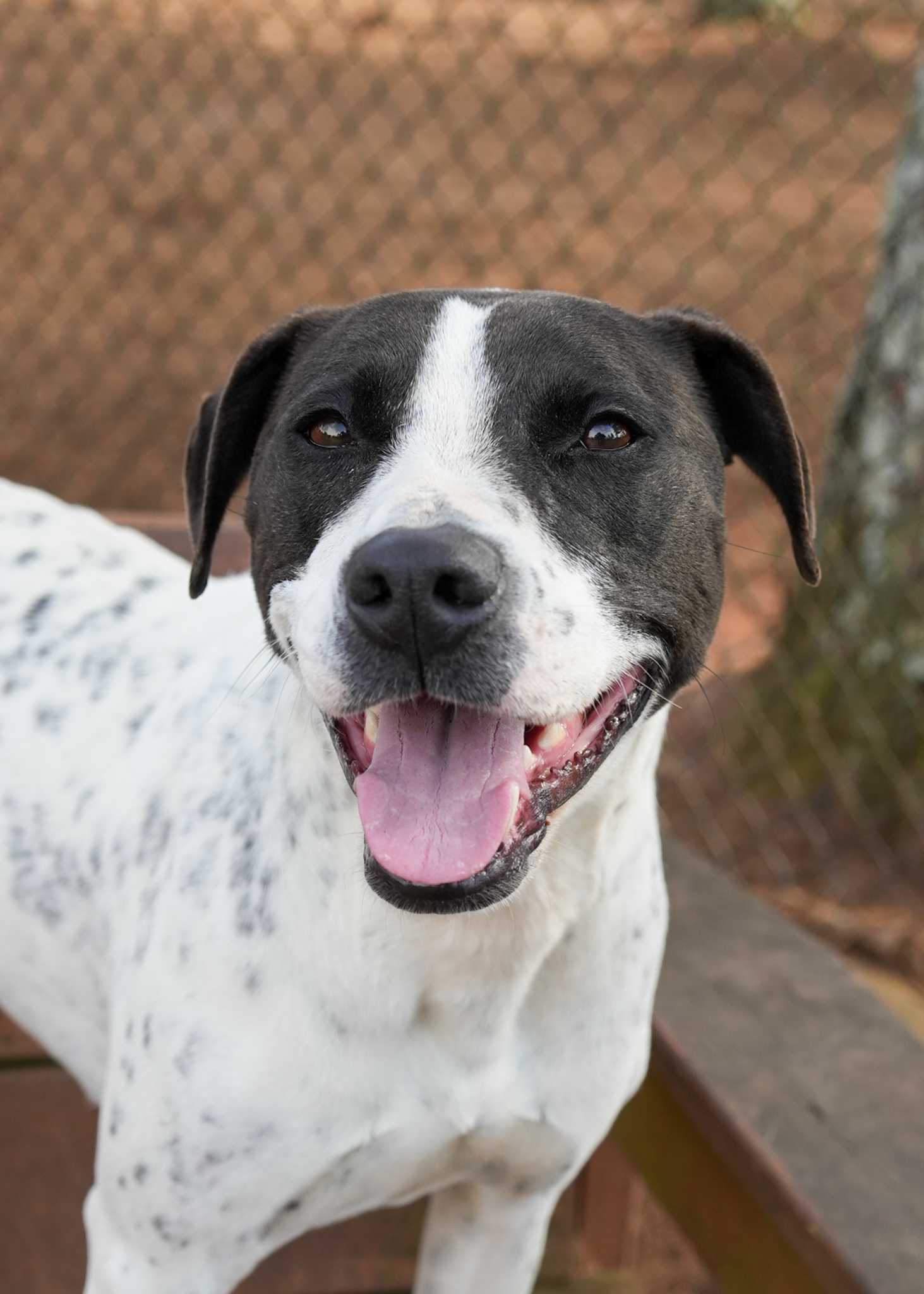 Gesture 40430, ADOPTABLE, Adult Female Pointer.