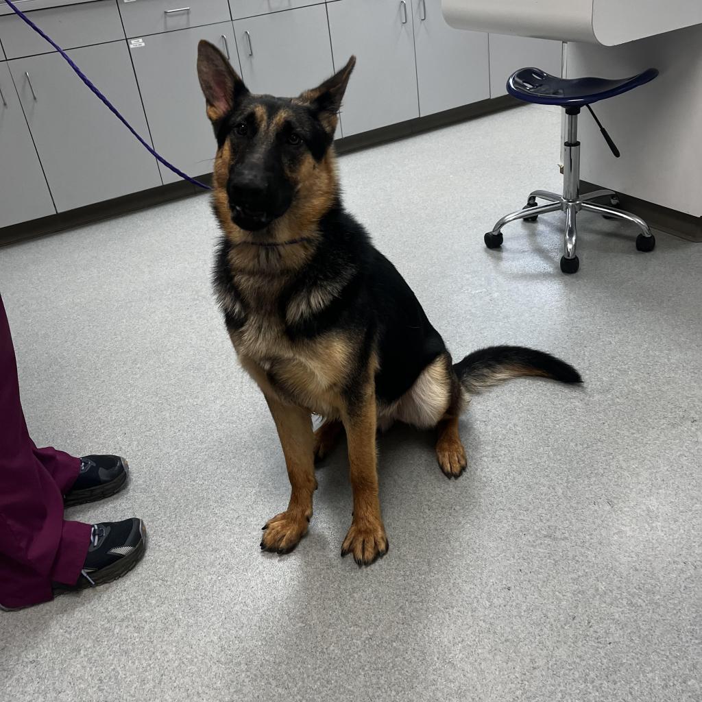 Enlarge Kobu, a Adoptable German Shepherd Dog in Stokesdale, NC image 1/1