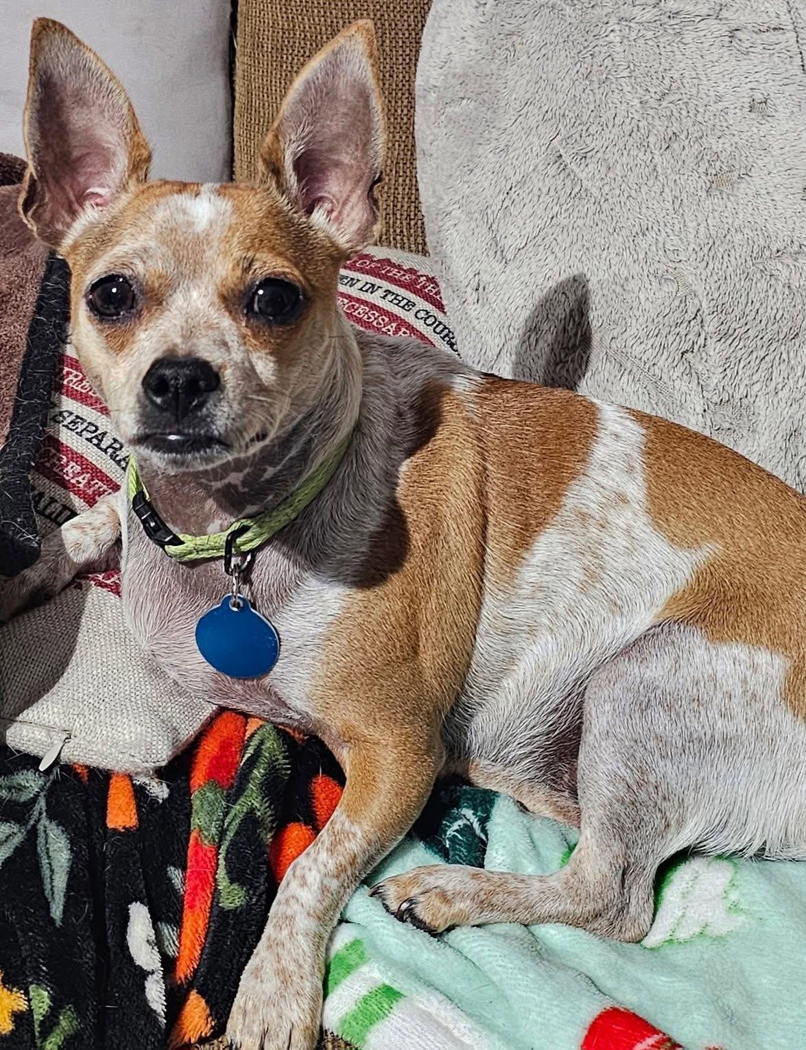 Biscuit *, Adoptable, Adult Female Chihuahua.
