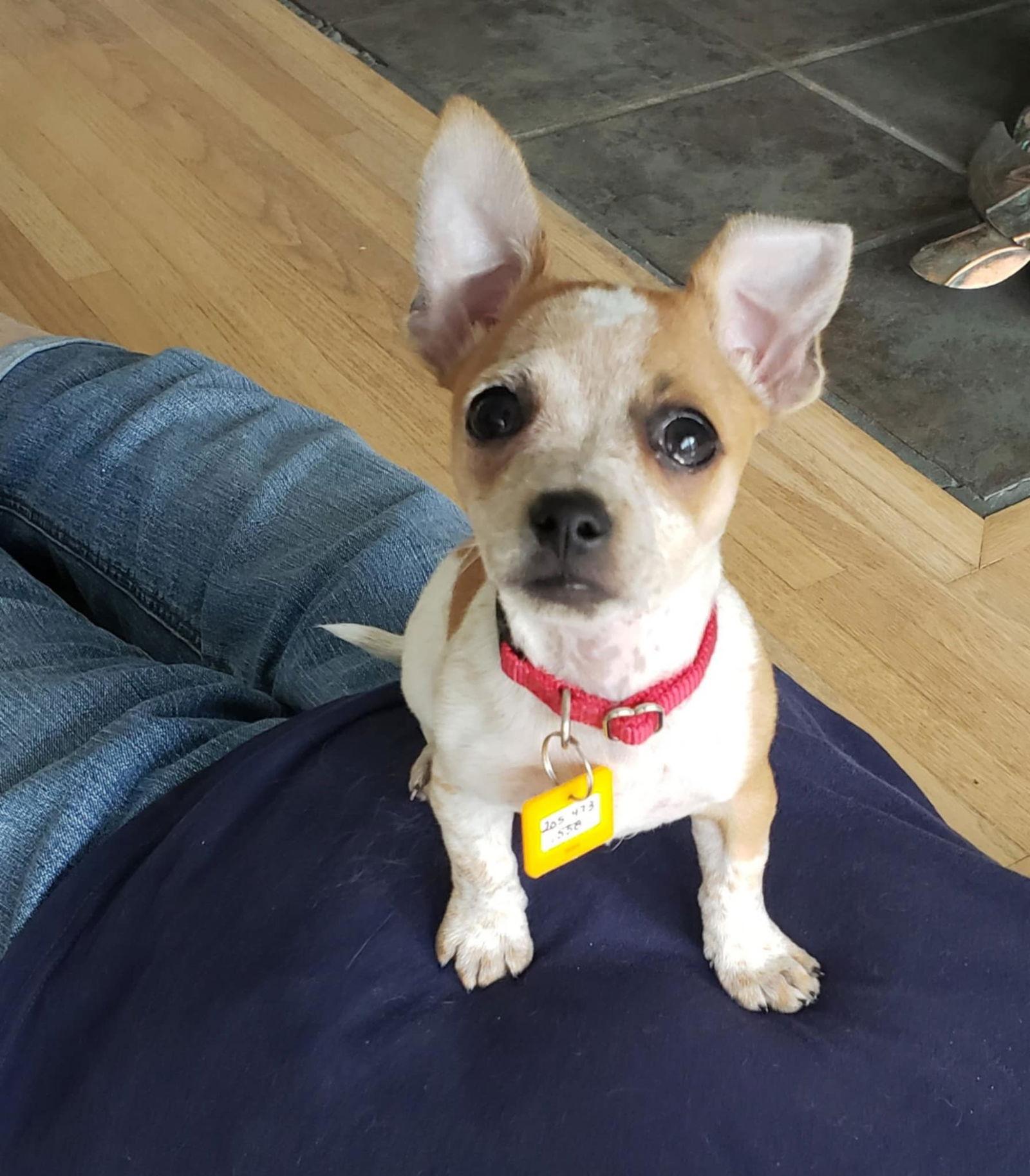 Biscuit and Atlas *, Adoptable, Puppy Female Chihuahua.