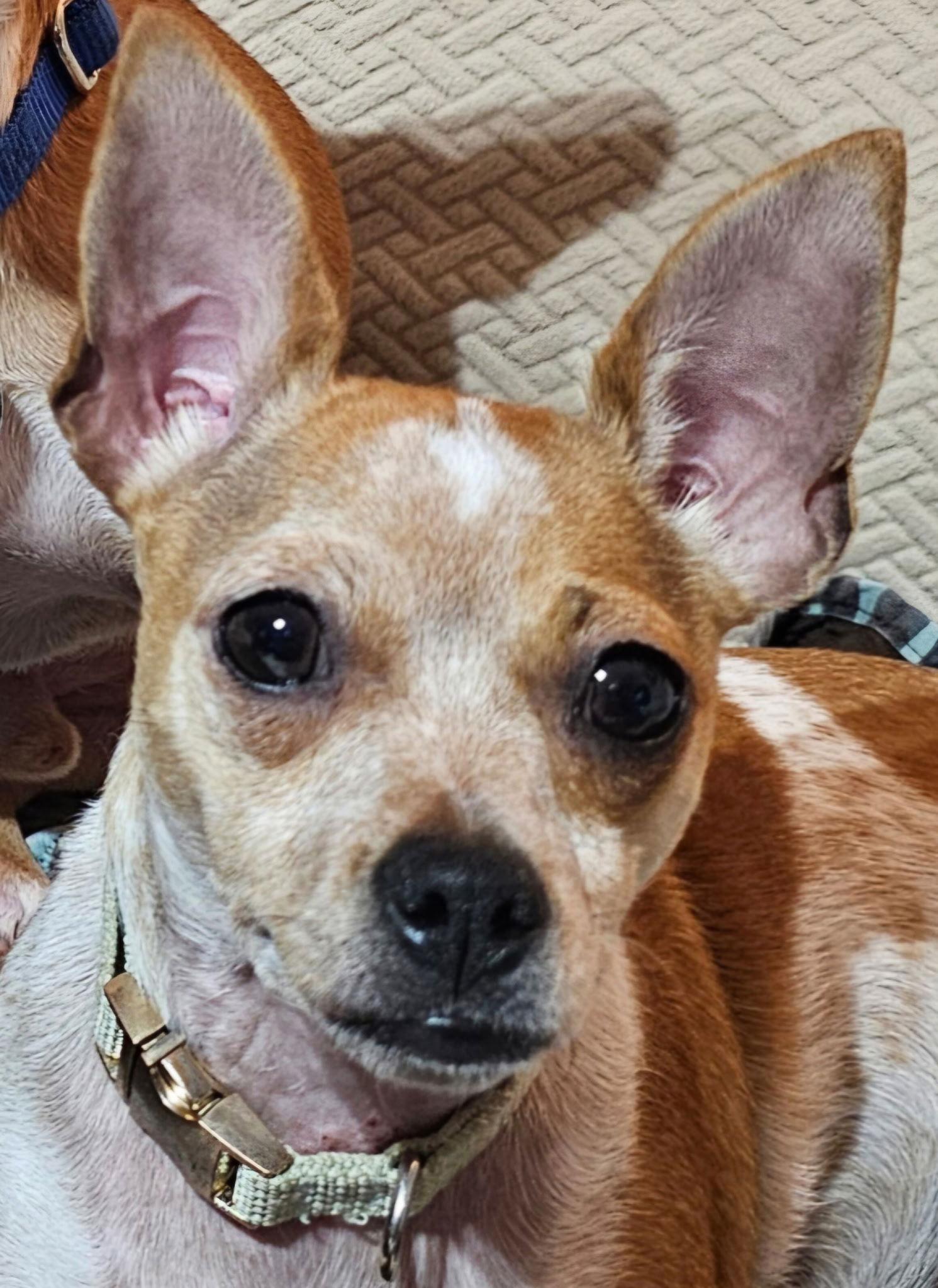 Enlarge Biscuit *, a Adoptable Chihuahua in Royal Palm Beach, FL image 2/3