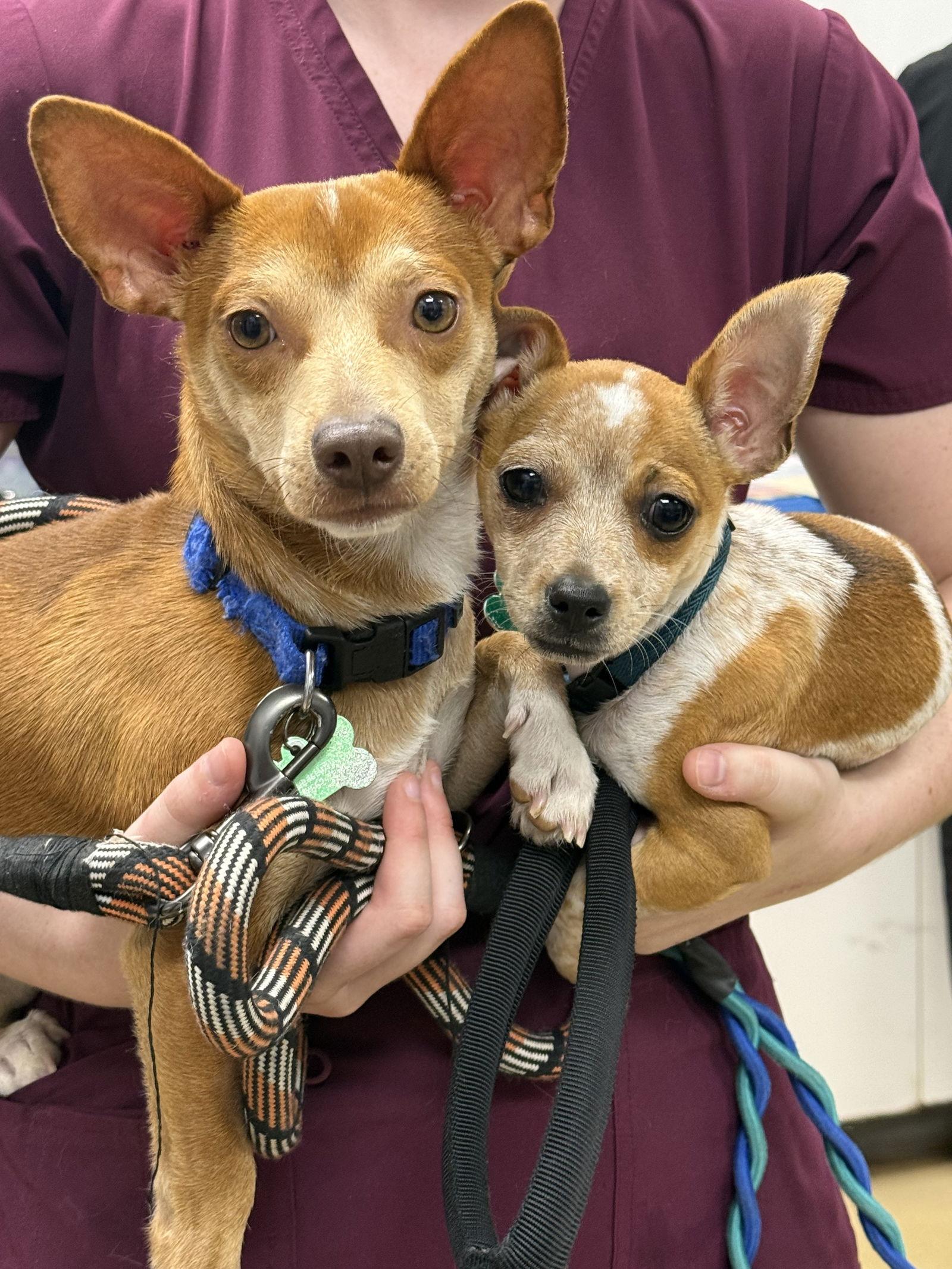 Biscuit and Atlas *, a Adoptable Chihuahua in Royal Palm Beach, FL image 2/3