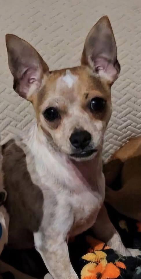 Enlarge Biscuit *, a Adoptable Chihuahua in Royal Palm Beach, FL image 3/3