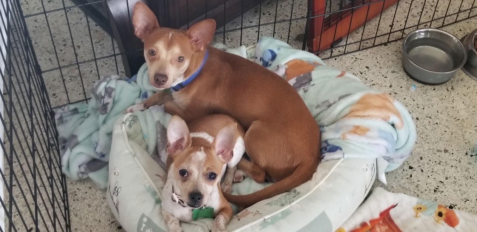 Biscuit and Atlas *, a Adoptable Chihuahua in Royal Palm Beach, FL image 3/3