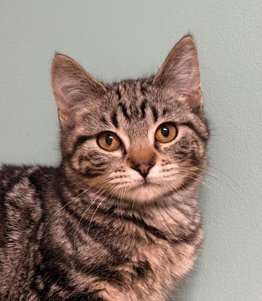 Enlarge Oakley, a ADOPTABLE Domestic Short Hair in Amery, WI image 1/3