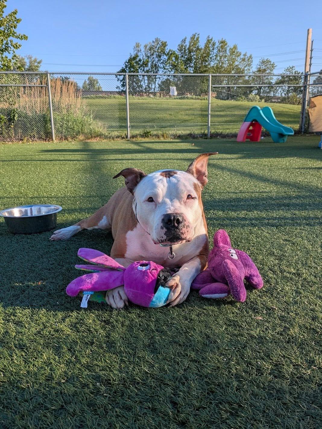 Enlarge Princess, a ADOPTABLE mixed breed in Cleveland, OH image 4/6