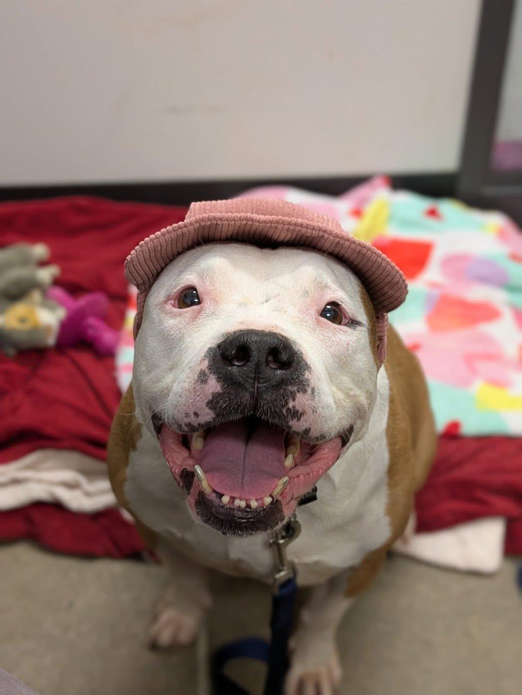 Enlarge Princess, a ADOPTABLE mixed breed in Cleveland, OH image 5/6