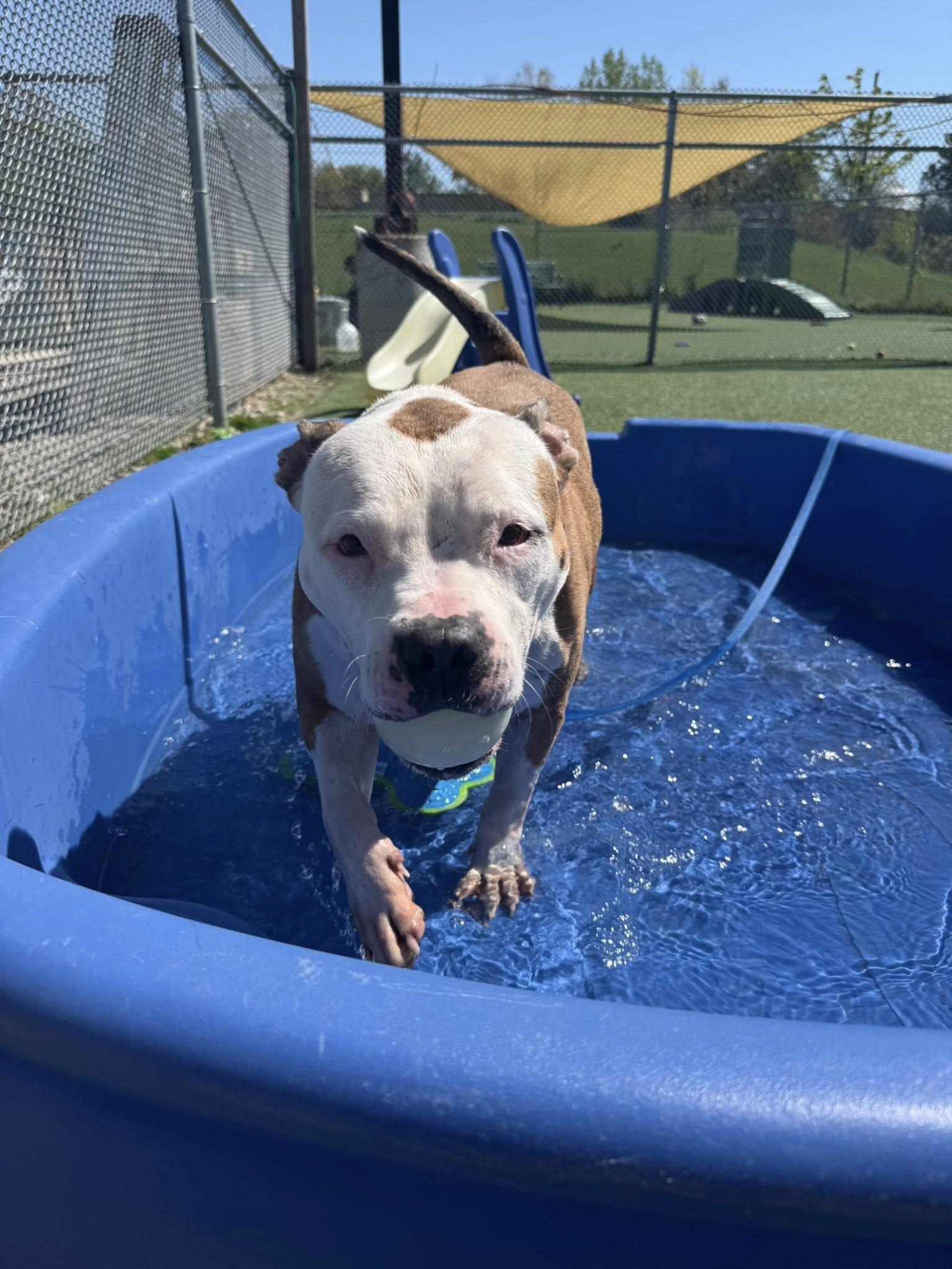 Enlarge Princess, a ADOPTABLE mixed breed in Cleveland, OH image 2/6
