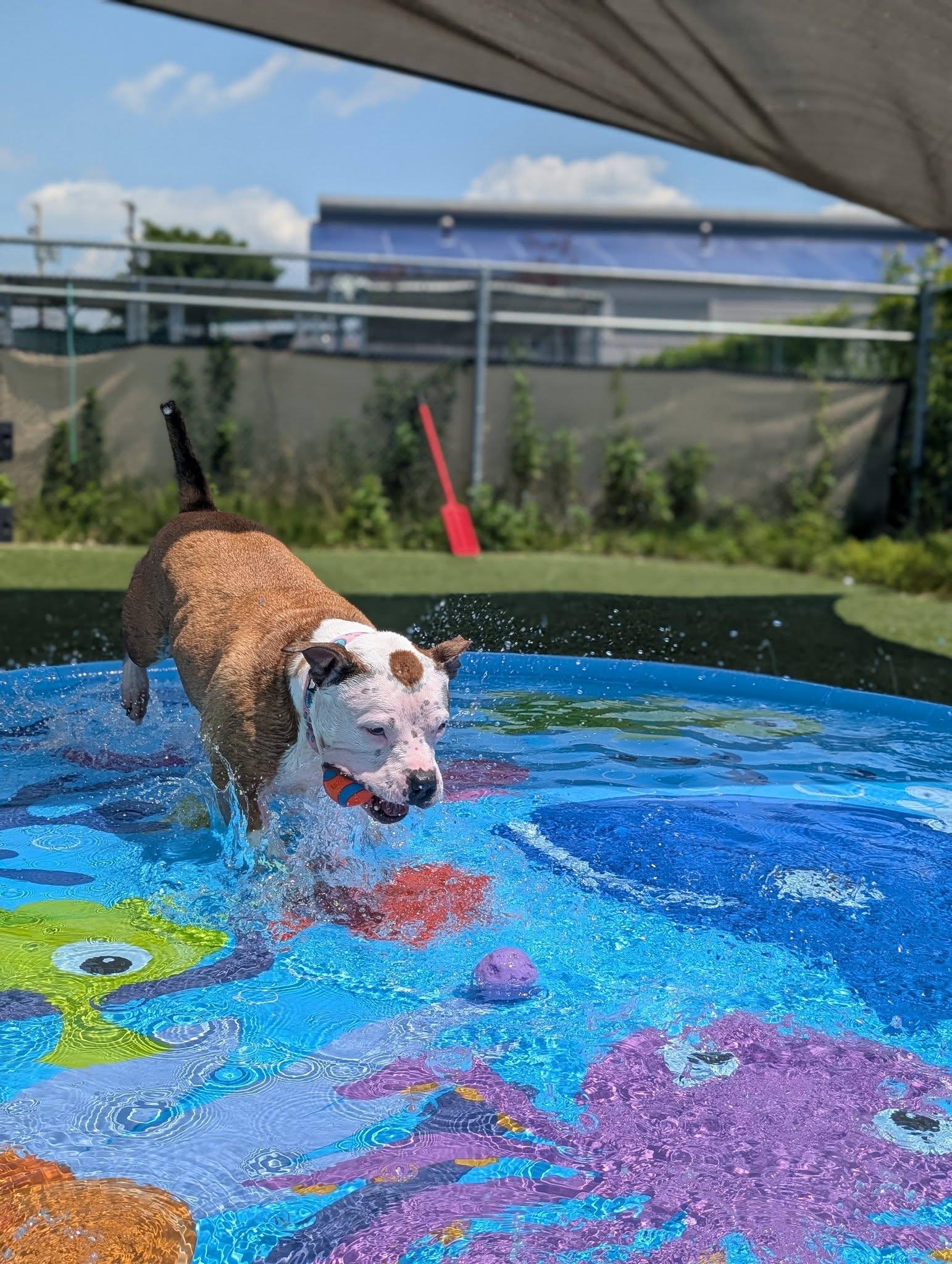 Princess, an adopted mixed breed in Cleveland, OH image 5/6