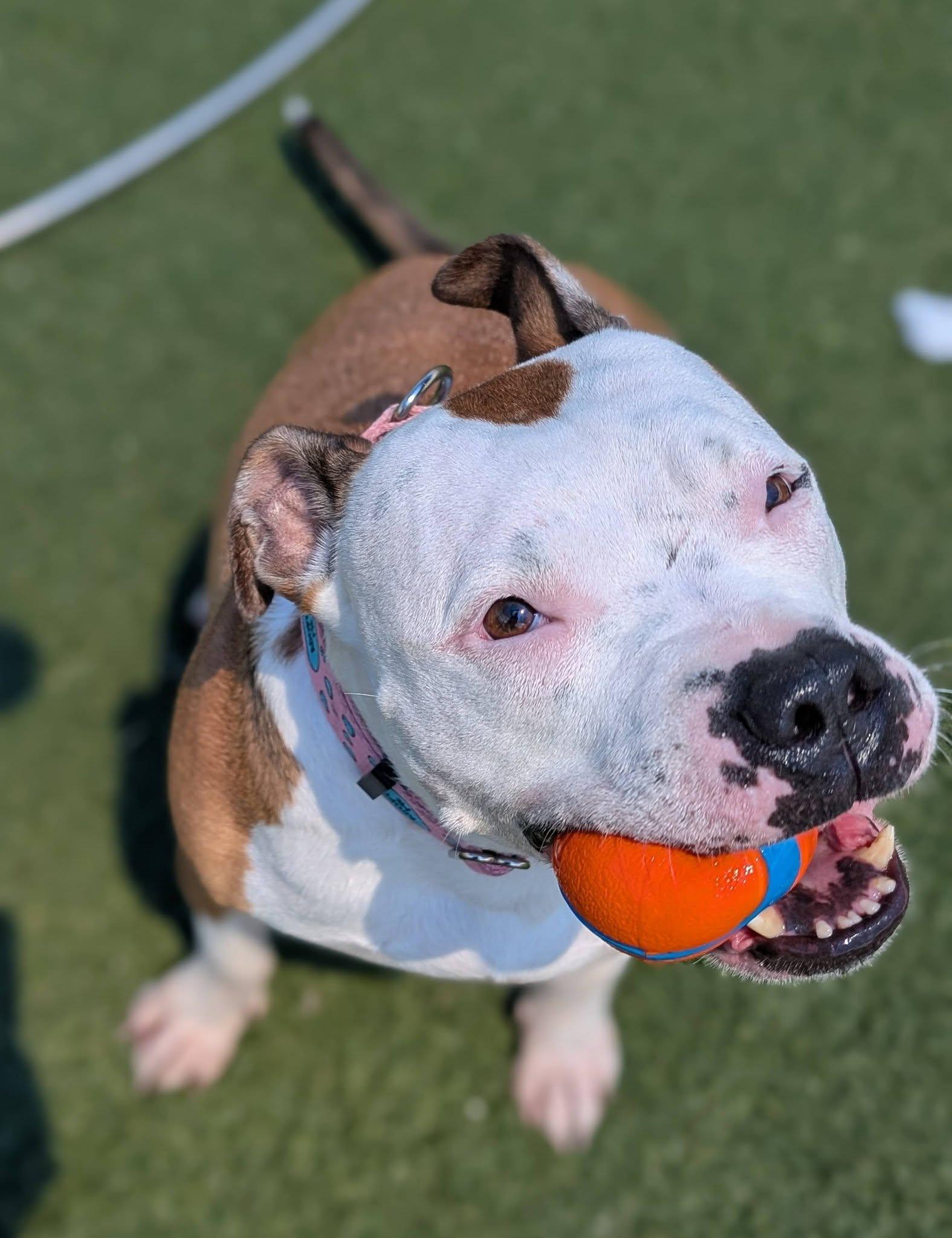 Princess, an adopted mixed breed in Cleveland, OH image 6/6