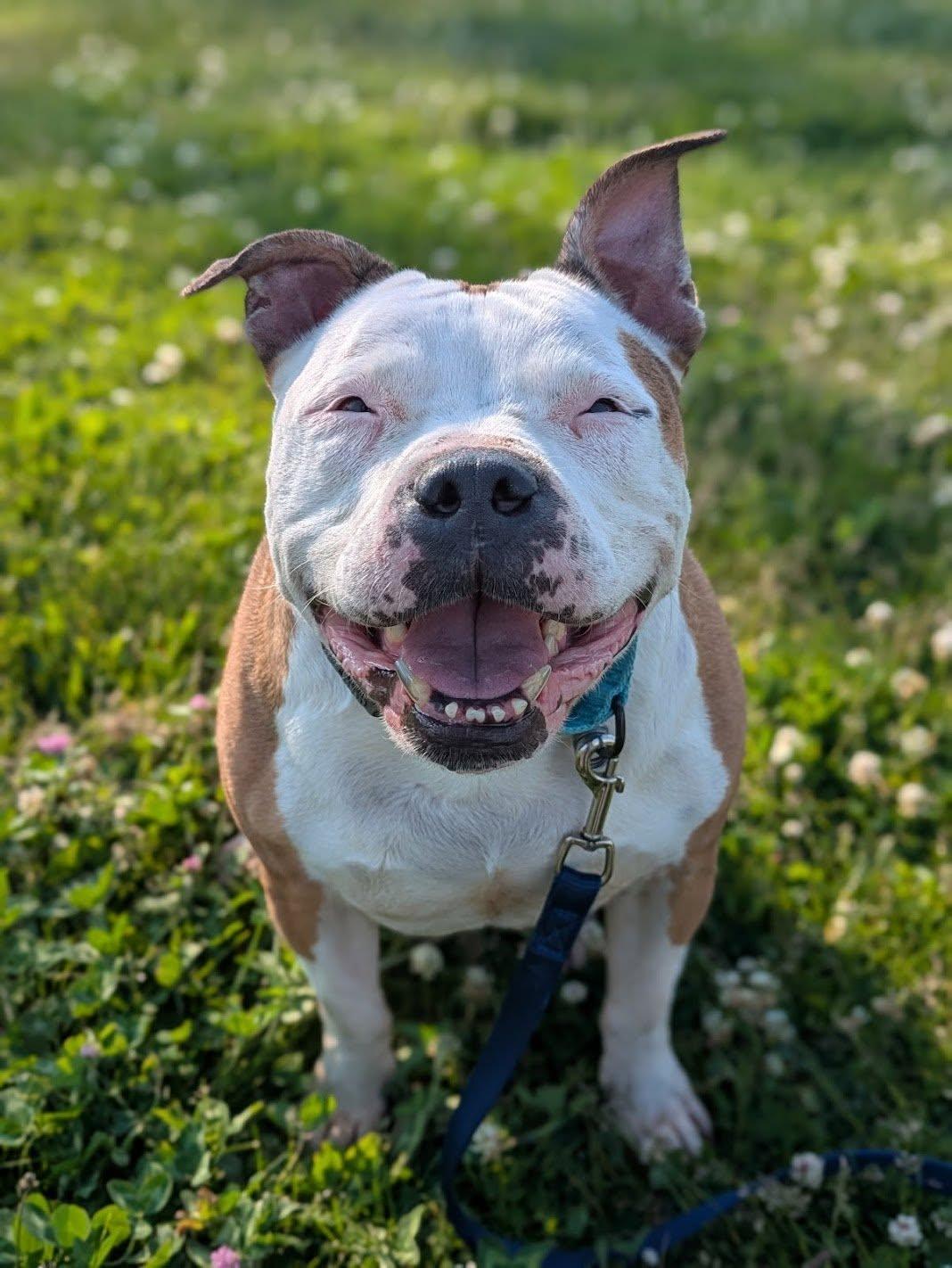 Enlarge Princess, a ADOPTABLE mixed breed in Cleveland, OH image 1/6