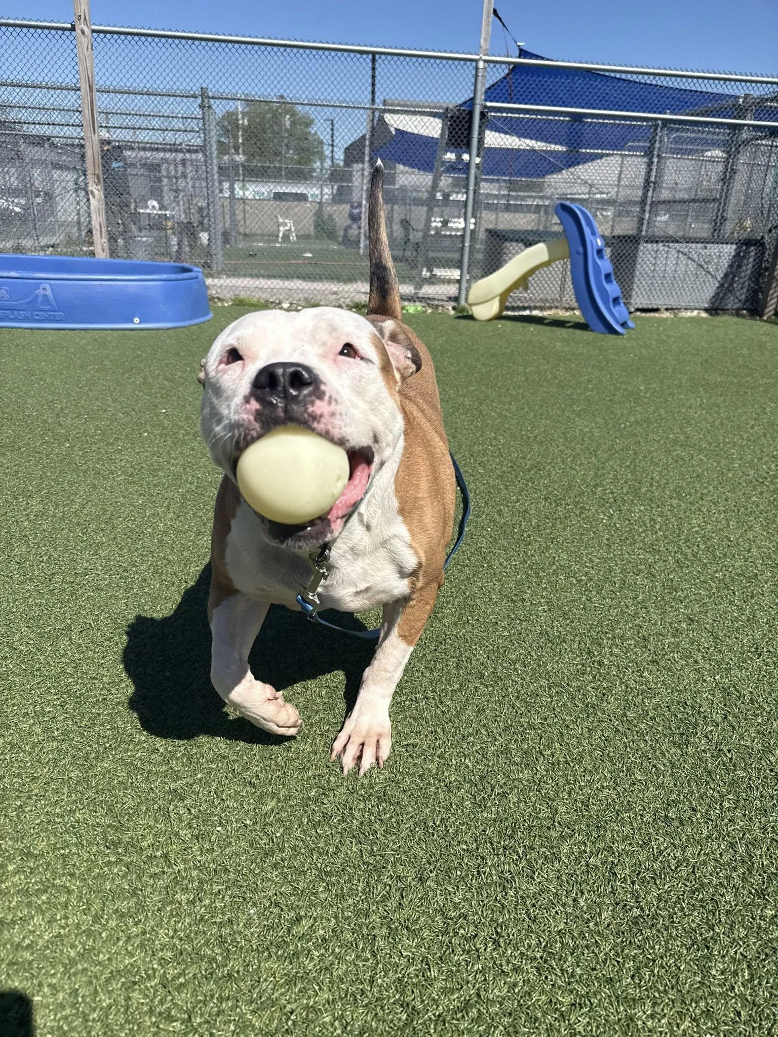 Enlarge Princess, a ADOPTABLE mixed breed in Cleveland, OH image 3/6