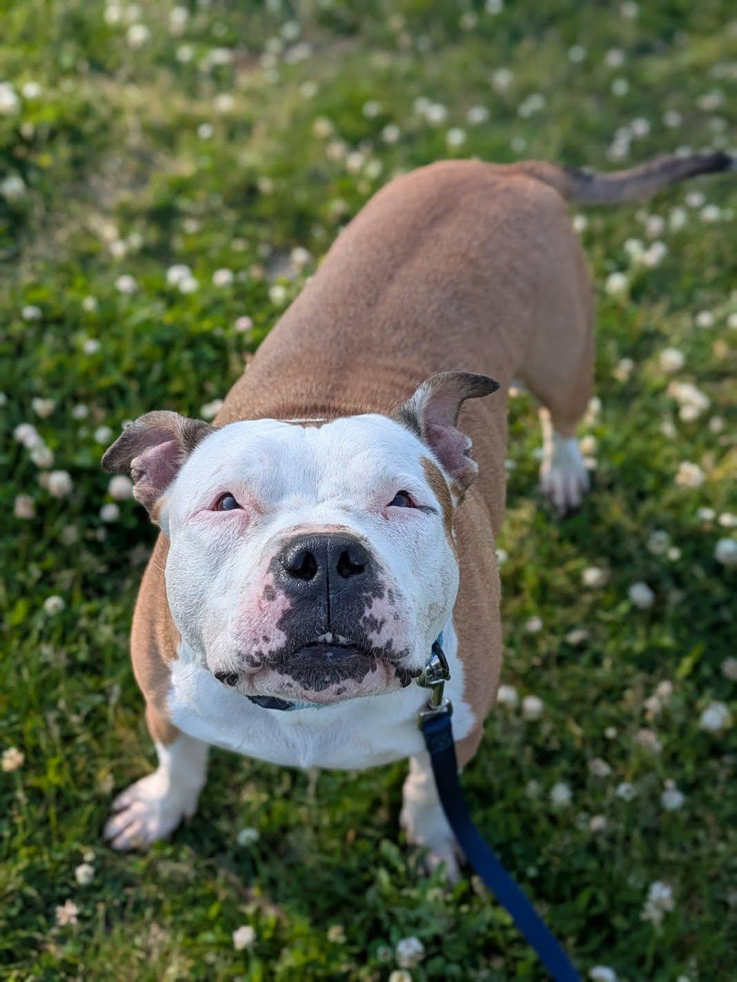 Enlarge Princess, a ADOPTABLE mixed breed in Cleveland, OH image 6/6