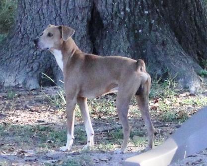 AIDEN Male, Neutered, a Adoptable mixed breed image 3/4