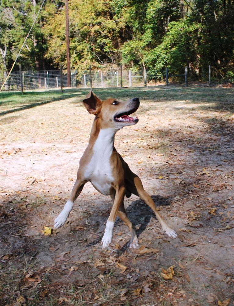AIDEN Male, Neutered, a Adoptable mixed breed image 4/4