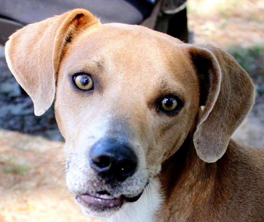 AIDEN Male, Neutered, a Adoptable mixed breed image 1/4