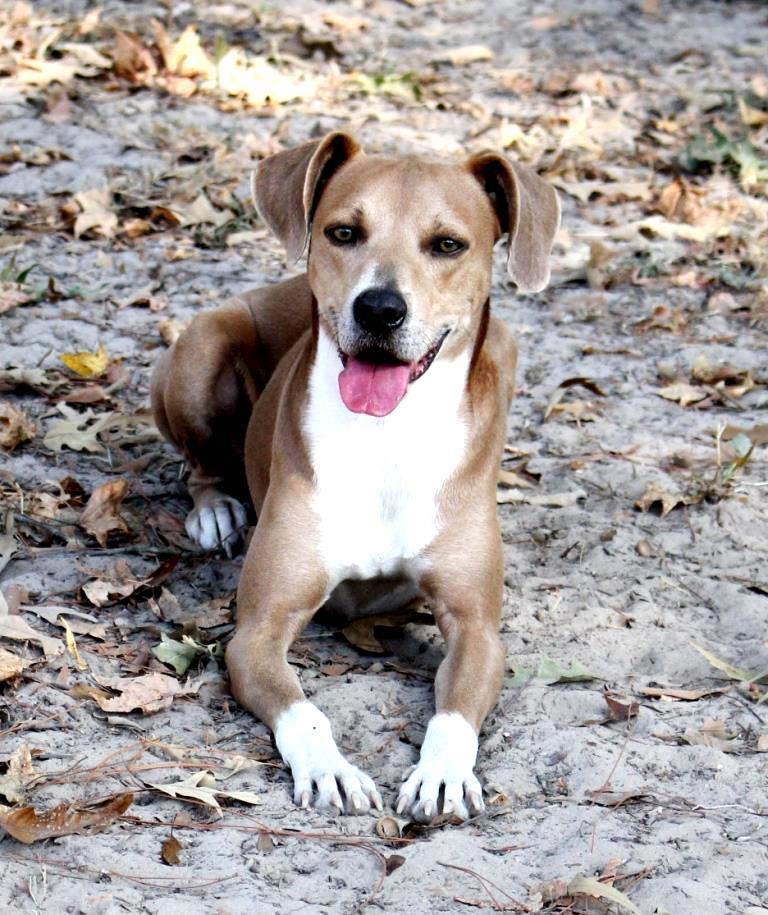 AIDEN Male, Neutered, a Adoptable mixed breed image 2/4