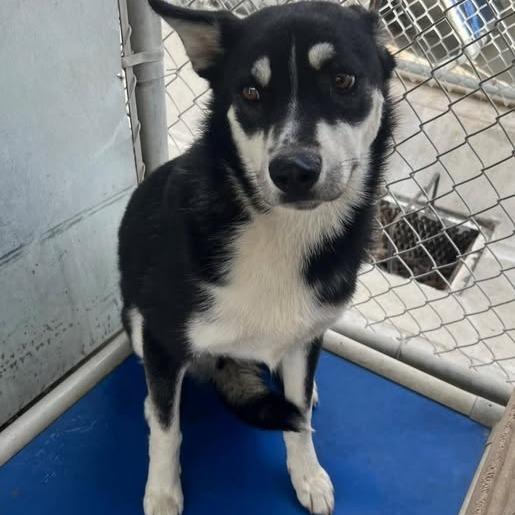 26-351, Adoptable, Adult Female Husky.