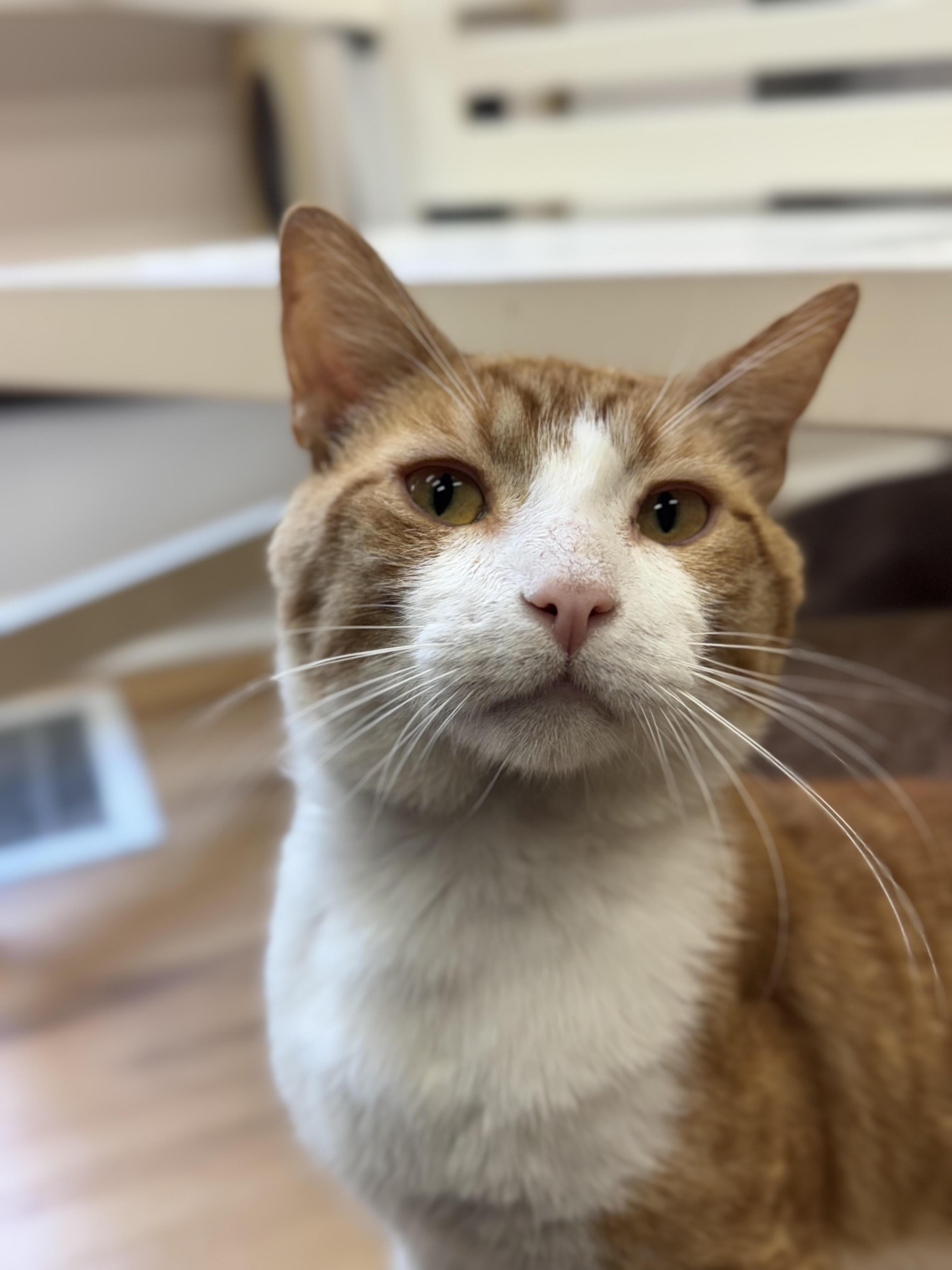 Mr Tibbs, adopted, Young Male Domestic Short Hair.