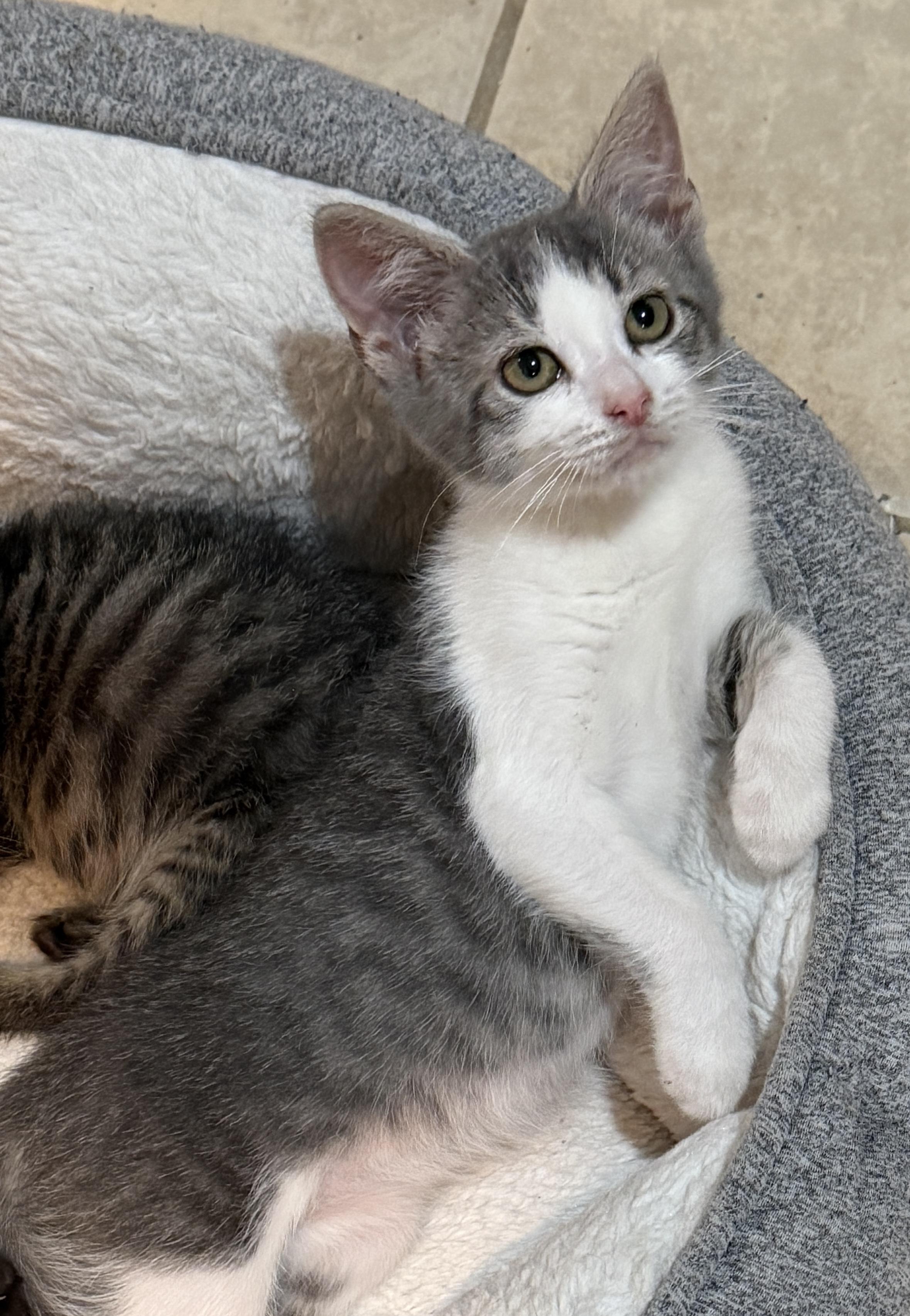 Mimsy, ADOPTABLE, Kitten Female Domestic Short Hair.