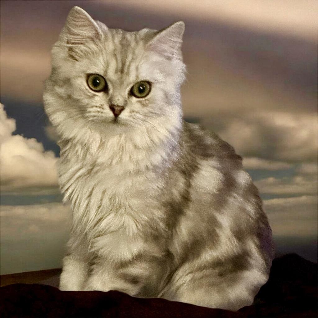 Enlarge Persia-Stunning Persian Kitten, a Adopted Persian in Fort Myers, FL image 1/2