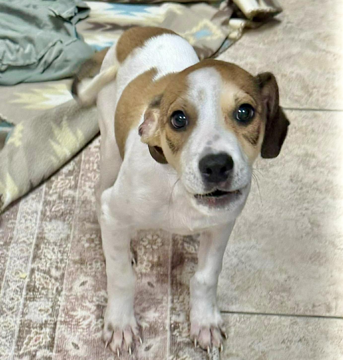 Buoy, a Adoptable Jack Russell Terrier in Chester , VA image 4/6