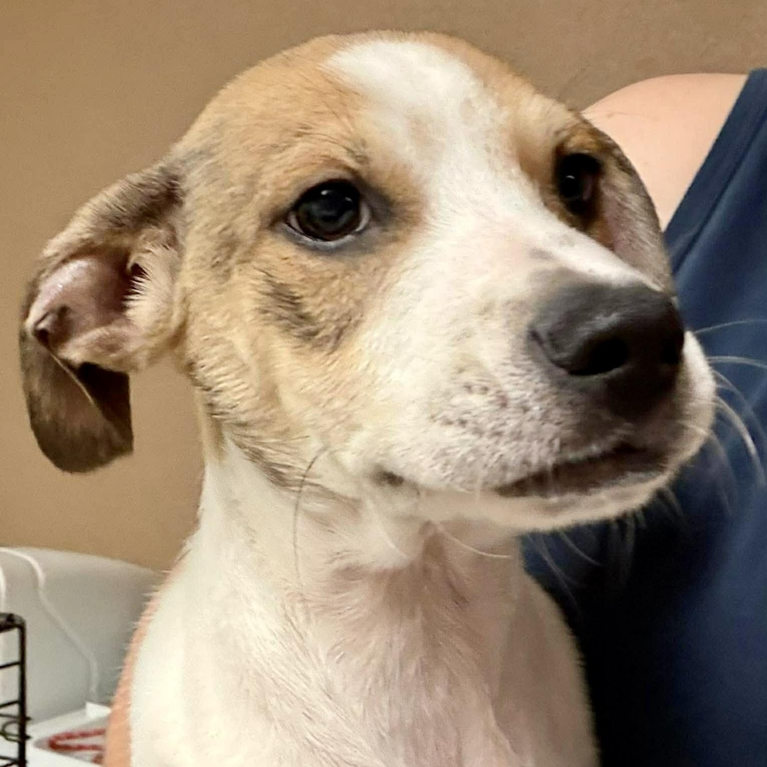 Buoy, Adoptable, Puppy Male Jack Russell Terrier.
