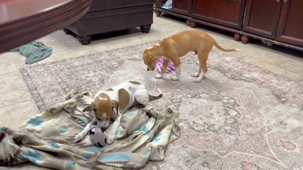 Enlarge Buoy, a Adoptable Jack Russell Terrier in Chester , VA video 3/6