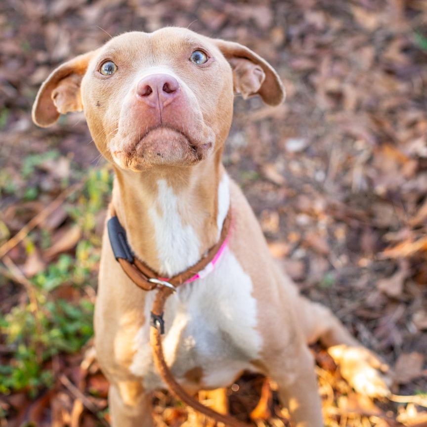 Sandy Cheeks, Adoptable, Adult Female American Staffordshire Terrier.