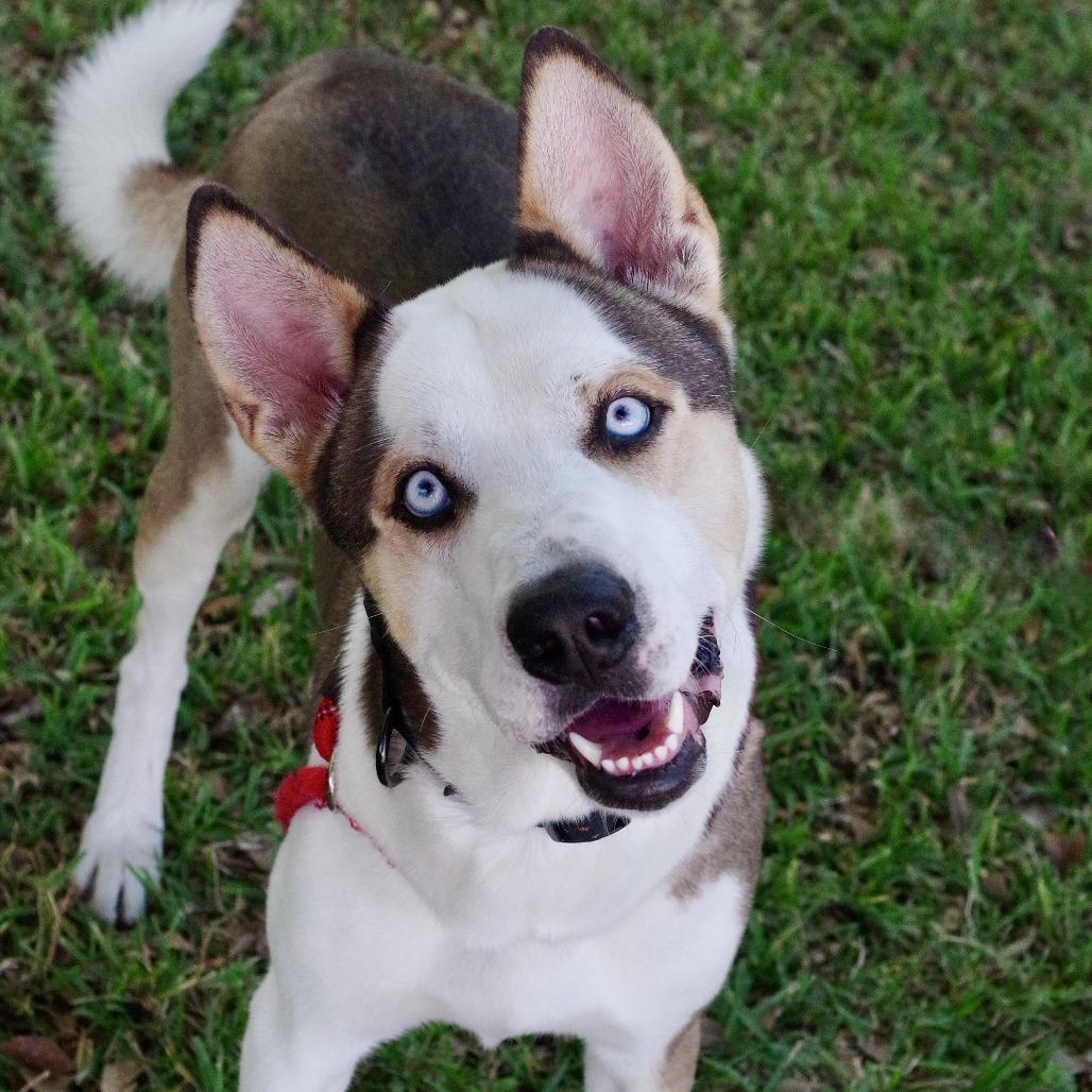 Balto, Adoptable, Adult Male Husky & Mixed Breed.