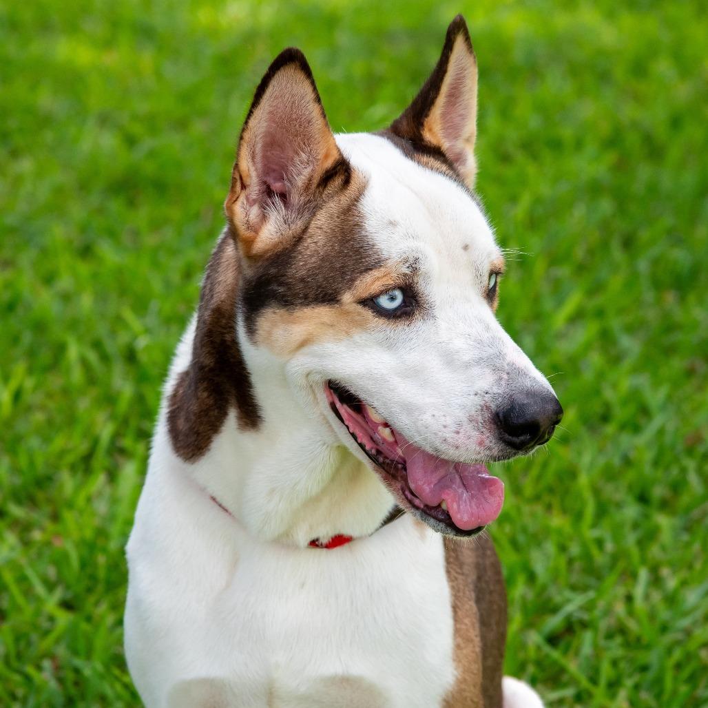 Enlarge Balto, a Adoptable mixed breed in Miami, FL image 2/6