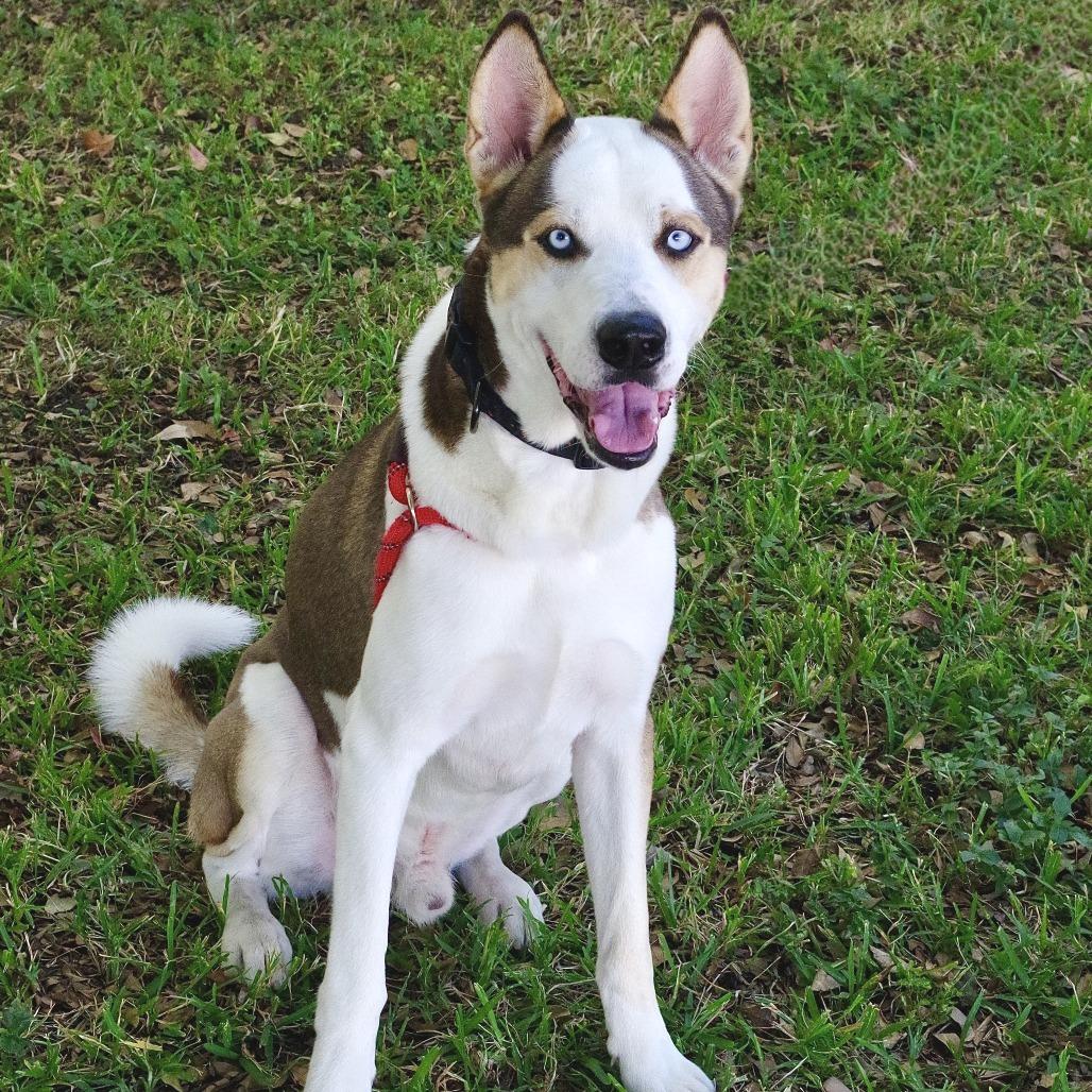 Balto, Adoptable, Adult Male Husky & Mixed Breed.