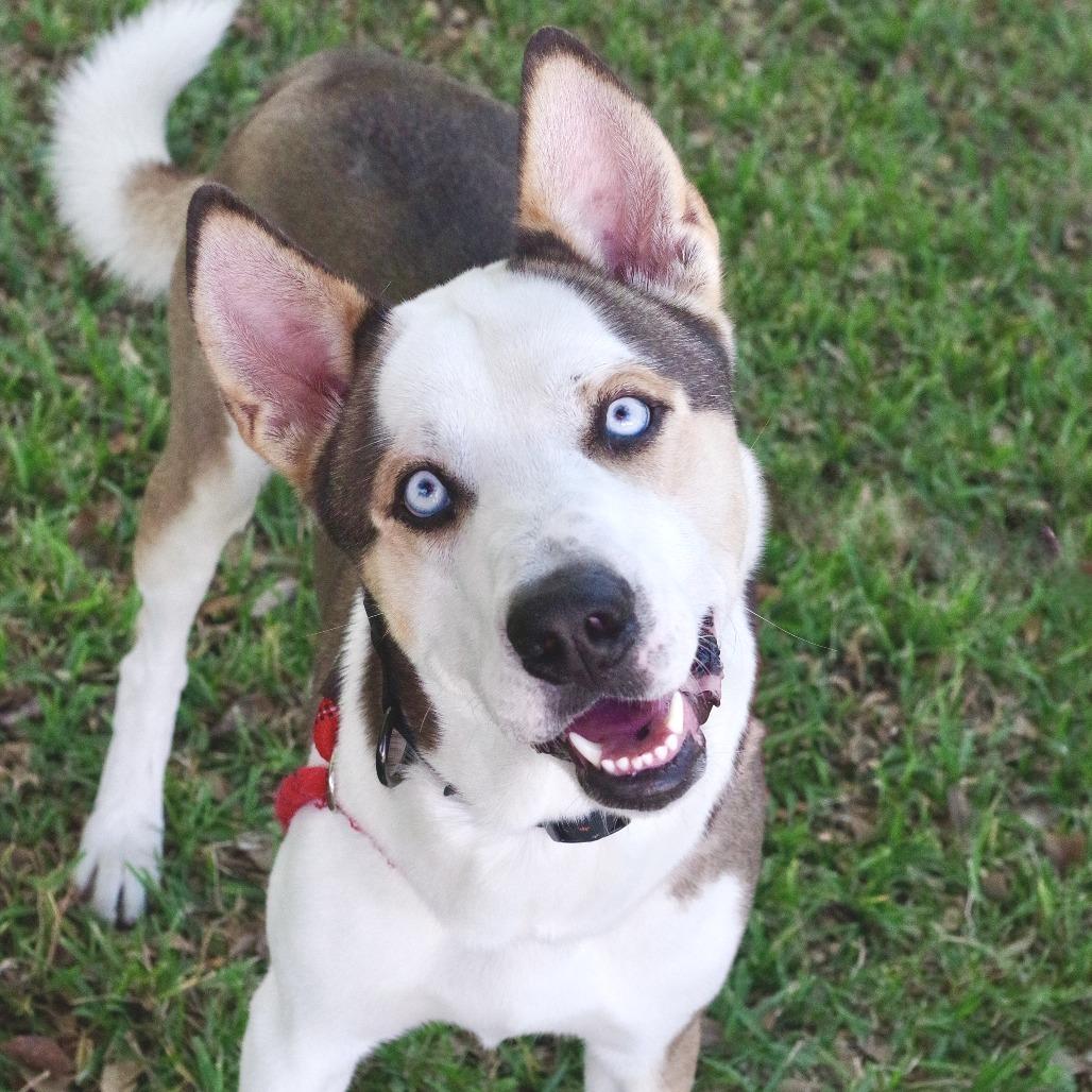 Enlarge Balto, a Adoptable mixed breed in Miami, FL image 2/6