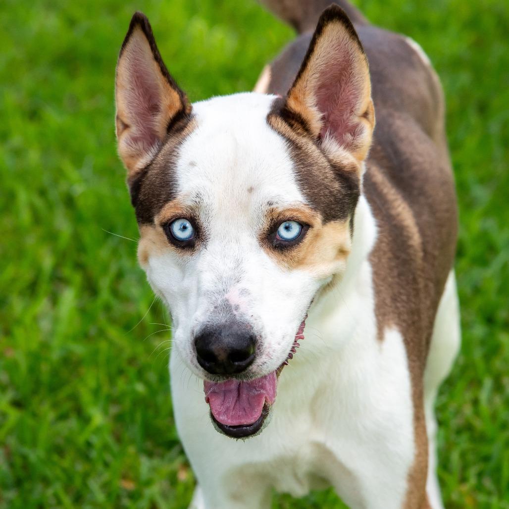 Enlarge Balto, a Adoptable mixed breed in Miami, FL image 3/6