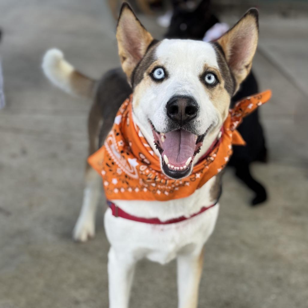 Enlarge Balto, a Adoptable mixed breed in Miami, FL image 3/6