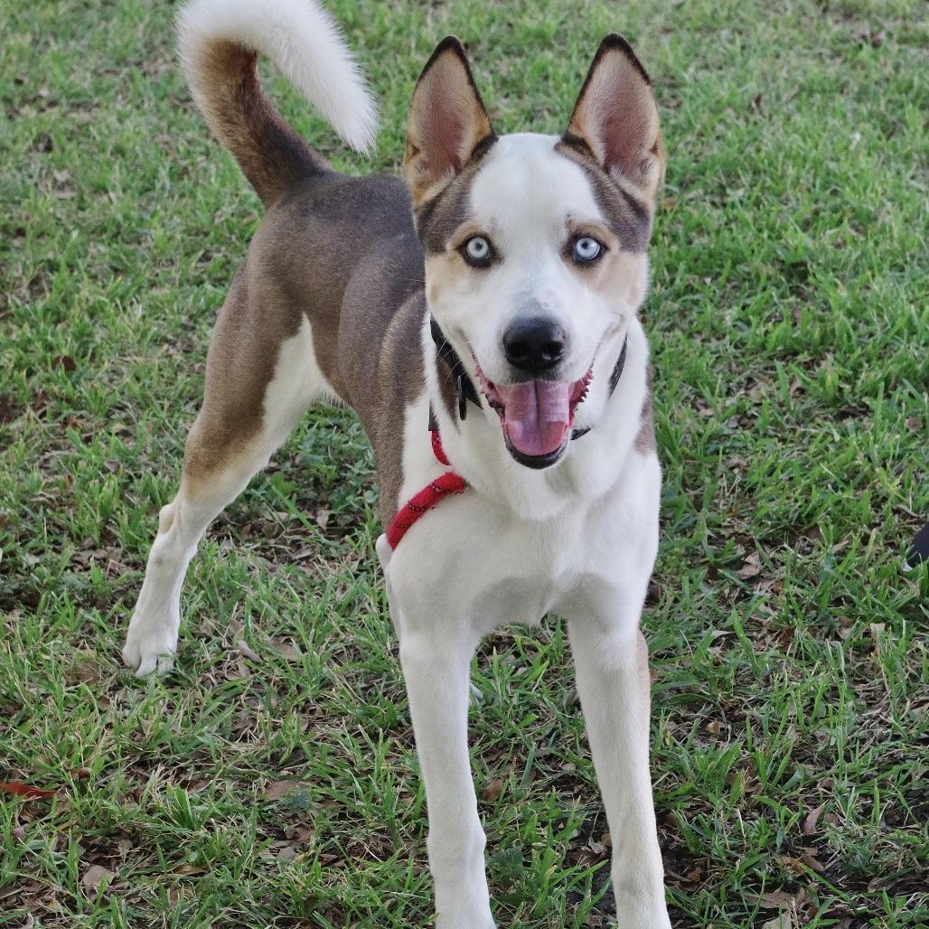 Enlarge Balto, a Adoptable mixed breed in Miami, FL image 4/6
