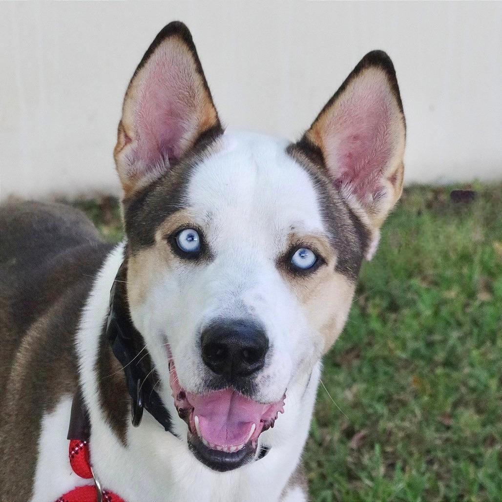 Enlarge Balto, a Adoptable mixed breed in Miami, FL image 5/6
