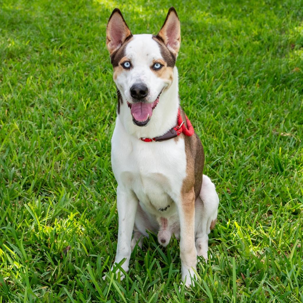 Enlarge Balto, a Adoptable mixed breed in Miami, FL image 4/6