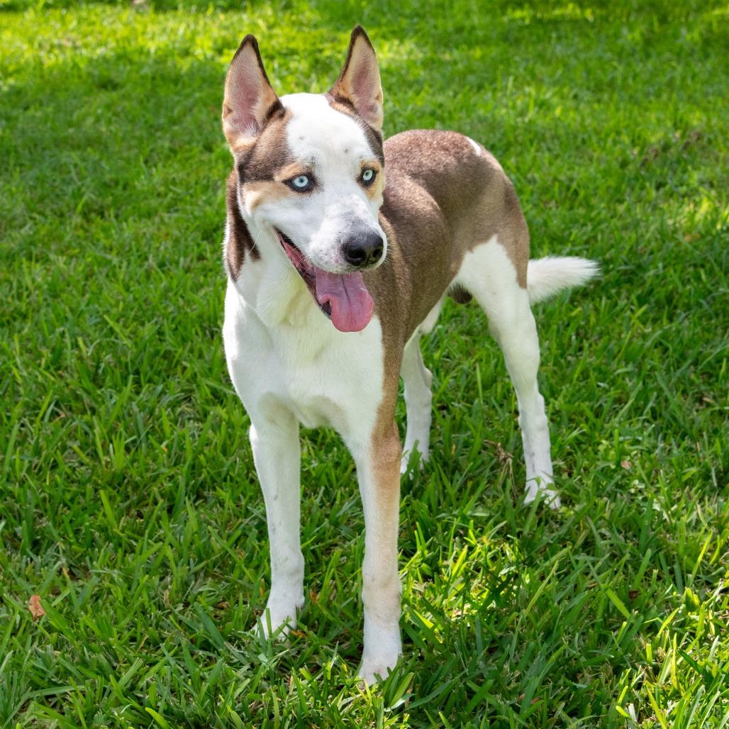 Enlarge Balto, a Adoptable mixed breed in Miami, FL image 5/6