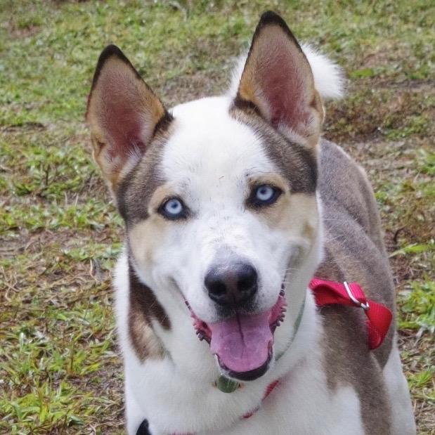 Enlarge Balto, a Adoptable mixed breed in Miami, FL image 6/6