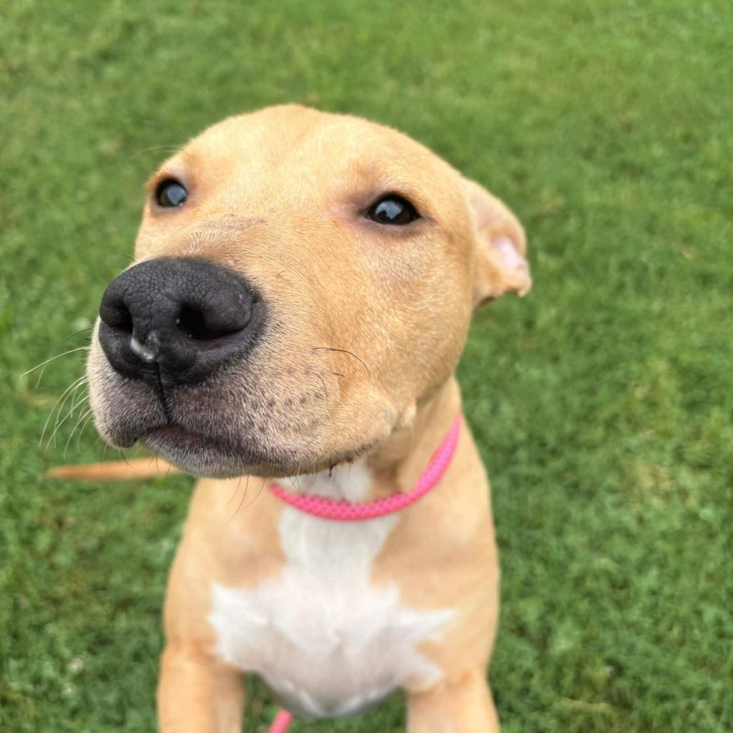 Rockie, Adoptable, Young Male Retriever.