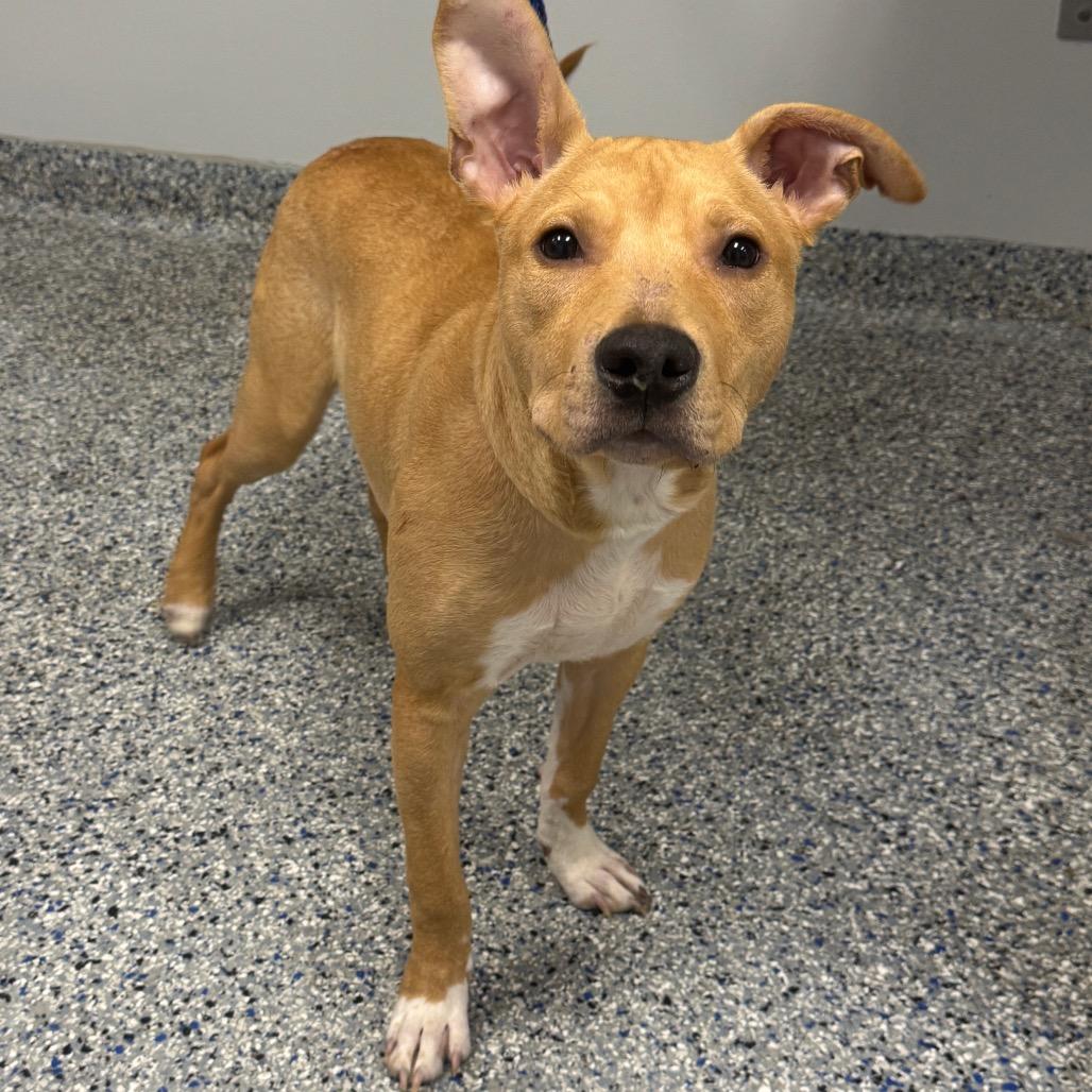 Enlarge Rockie, a Adoptable Retriever in Greenville, SC image 2/5