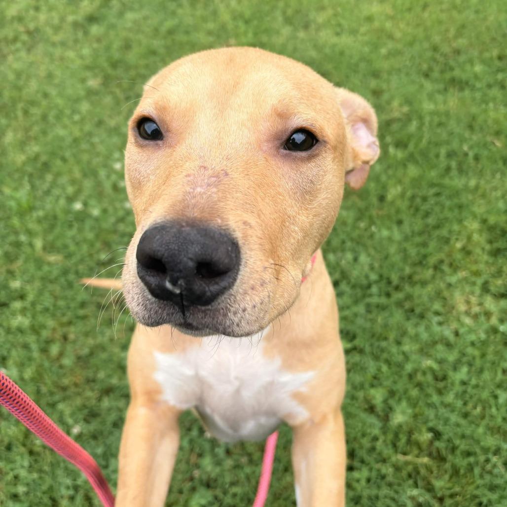 Enlarge Rockie, a Adoptable Retriever in Greenville, SC image 3/5