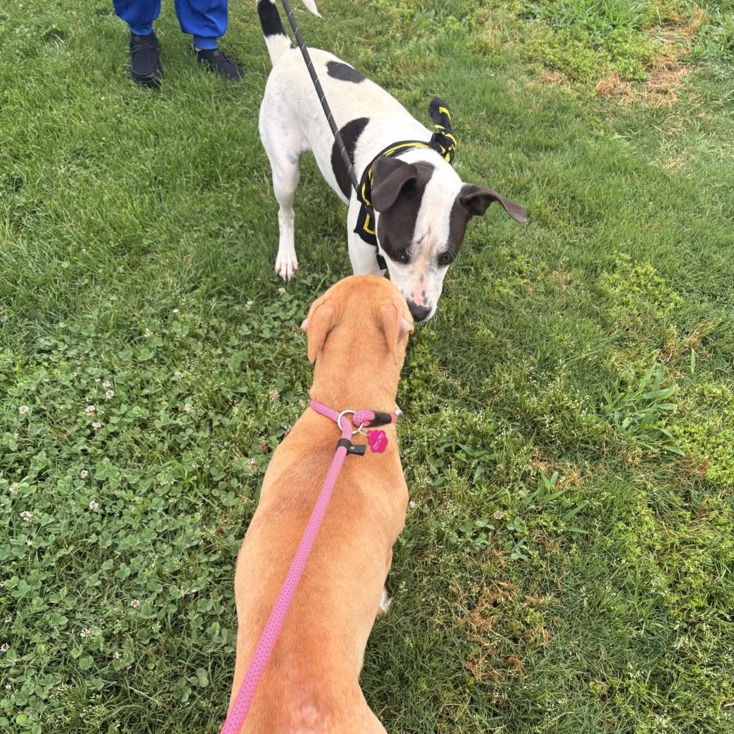 Enlarge Rockie, a Adoptable Retriever in Greenville, SC image 4/5